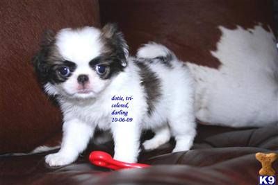 DOT, BLACK  WHITE FEMALE JAPANESE CHIN