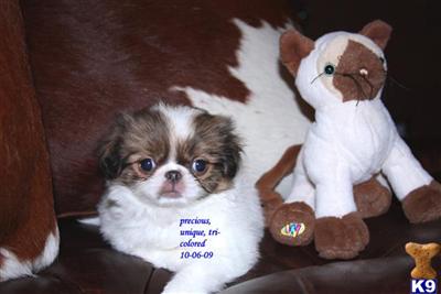PRECIOUS, UNCOMMON SABLE  WHITE FEMALE
