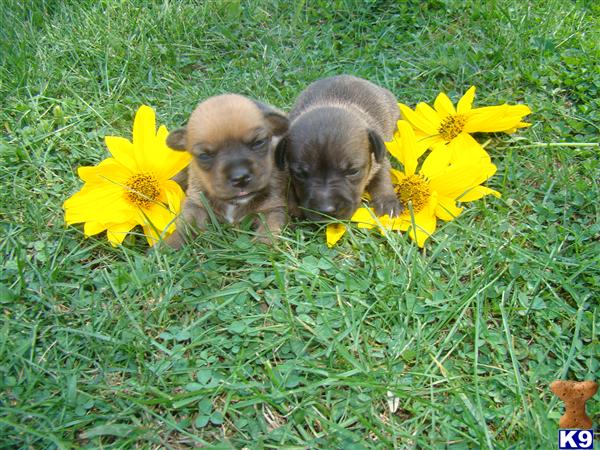Gorgeous Black and Tan Jack Russells Hunt Terriers