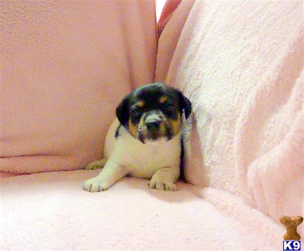 Irish Shortie Jack Russell Puppies