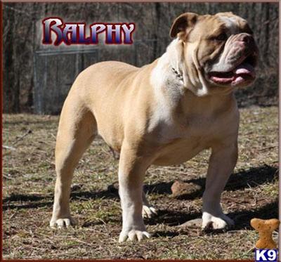 Joyful Acres Ralphy