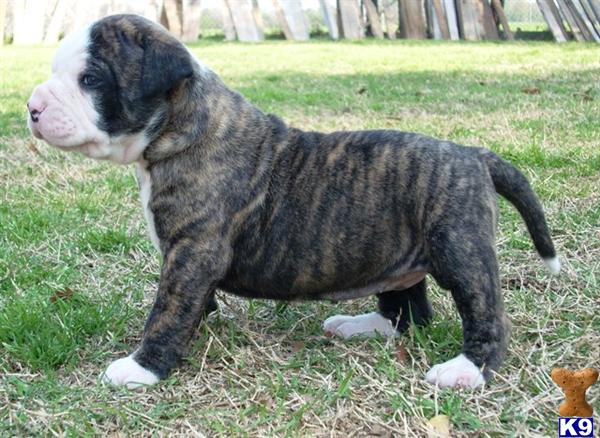 american bulldog johnson line. American+ulldog+johnson+
