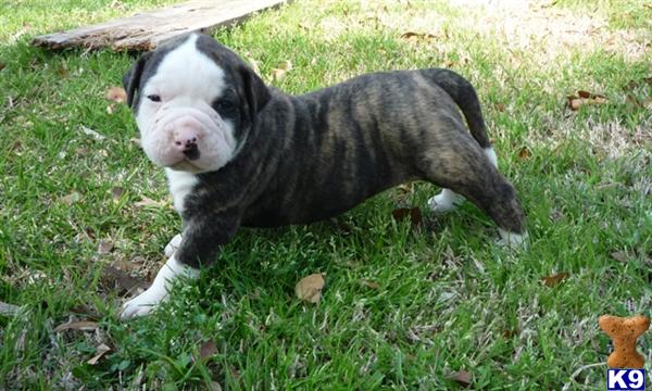 american bulldog johnson line. American+ulldog+johnson+
