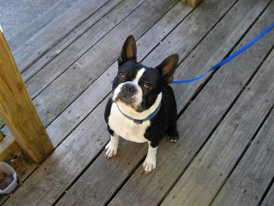 Archie