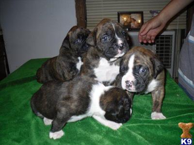 AKC Champion Blood Line Boxers