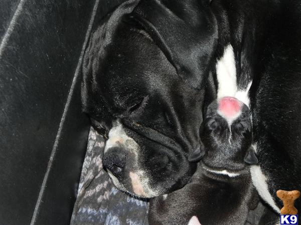 AKC Champion Boxers