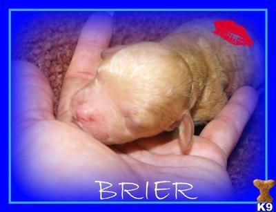 MALTIPOO PUPPIES FOR SALE