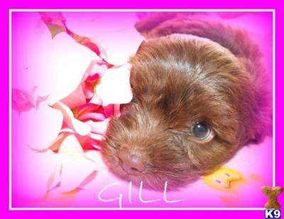 MALTIPOO PUPPIES FOR SALE