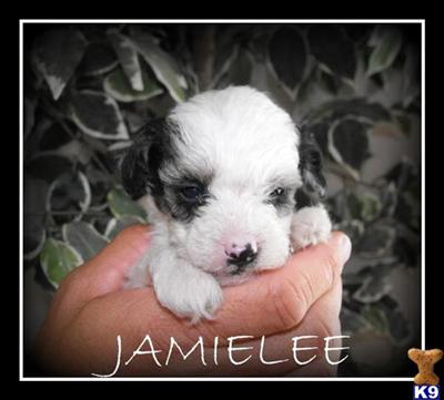 MALTIPOO PUPPIES FOR SALE