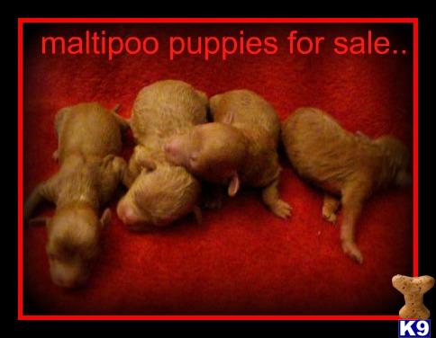 maltipoo puppies for sale.. www.maltipoopuppies.us