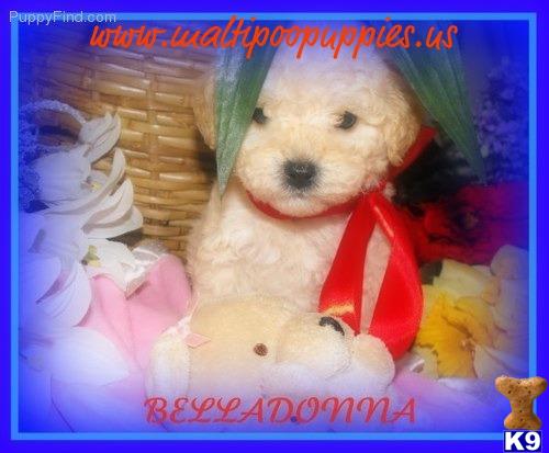 maltipoo puppies for sale