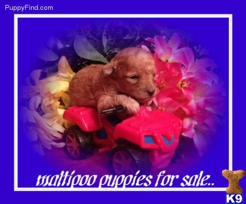 maltipoo puppies for sale