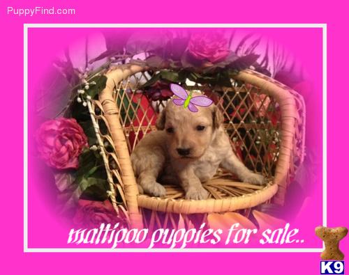 maltipoo puppies for sale