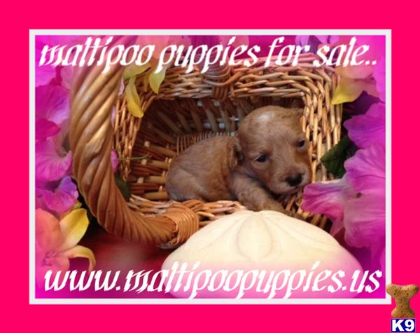 maltipoo puppies for sale