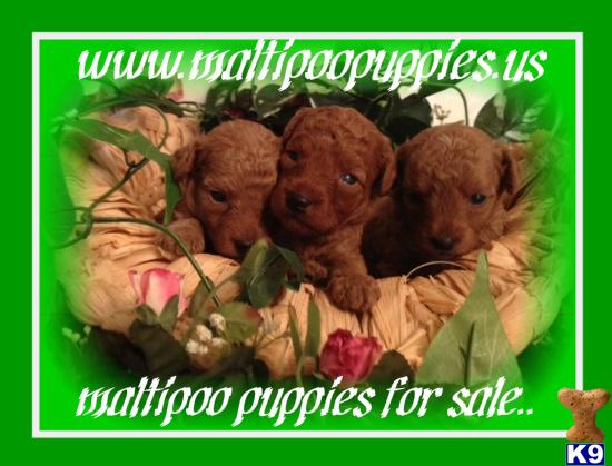maltipoo puppies for sale