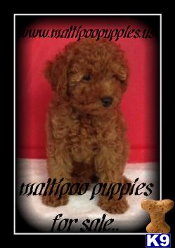 maltipoo puppies for sale.. 