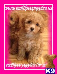 maltipoo puppies for sale.. 