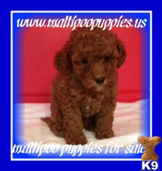 maltipoo puppies for sale.. 