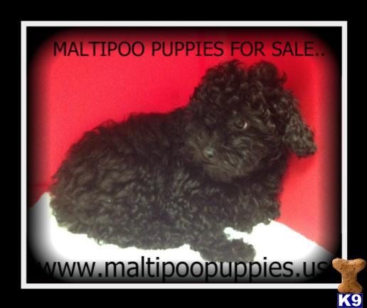 maltipoo puppies for sale..