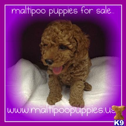 maltipoo puppies for sale..
