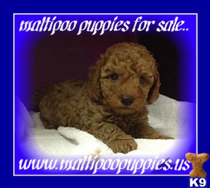 maltipoo puppies for sale..
