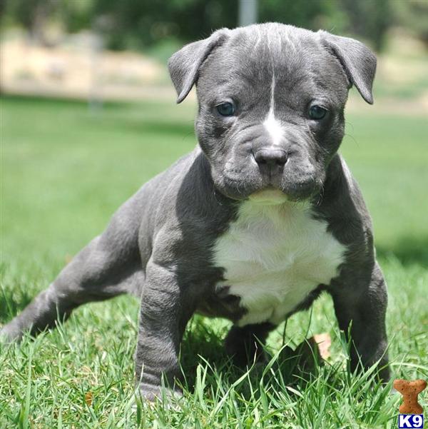 ... PITBULL PUPS - WWW.HQBULLIES.COM - American Pit Bull Puppies for Sale