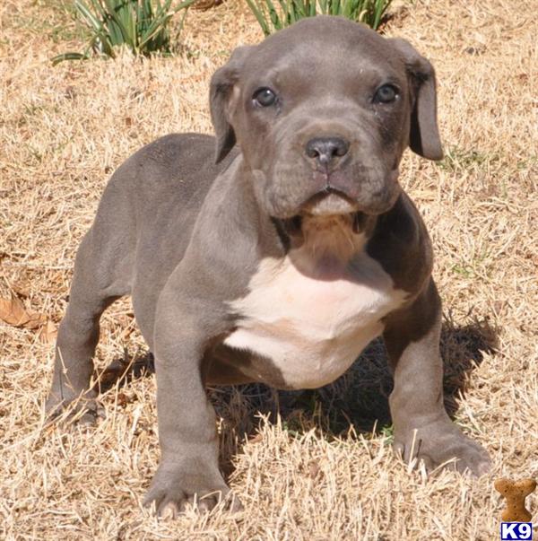 american pitbull puppies for sale bulldozer puppies american bully breeders autos post american pitbull puppies for sale bulldozer puppies american bully breeders autos post