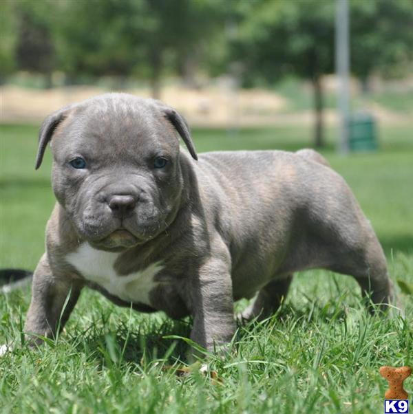 ... PITBULL PUPS - WWW.HQBULLIES.COM - American Pit Bull Puppies for Sale