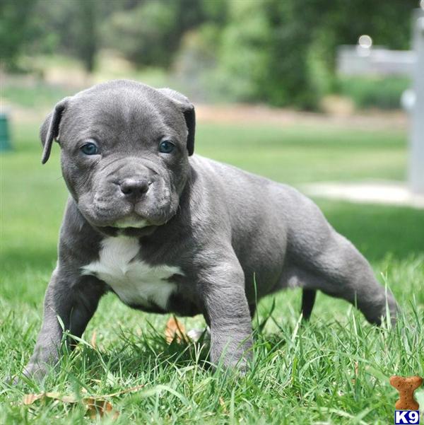... PITBULL PUPS - WWW.HQBULLIES.COM - American Pit Bull Puppies for Sale