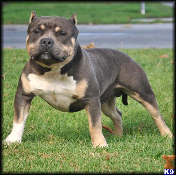 chocolate tri color pitbull puppies for sale chocolate tri color pitbull puppies for sale 28 images 17 best images about pit chocolate tri color pitbull puppies for sale chocolate tri color pitbull puppies for sale 28 images 17 best images about pit