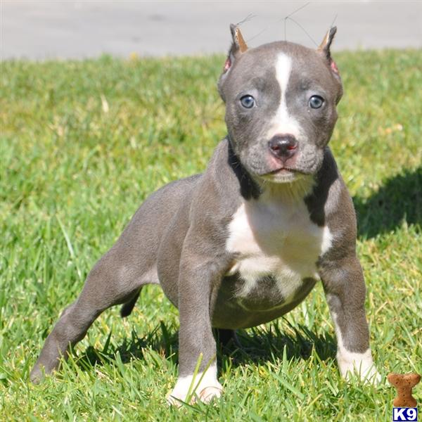 PITBULL DOGS FOR SALE PHILIPPINES Wroc?awski Informator