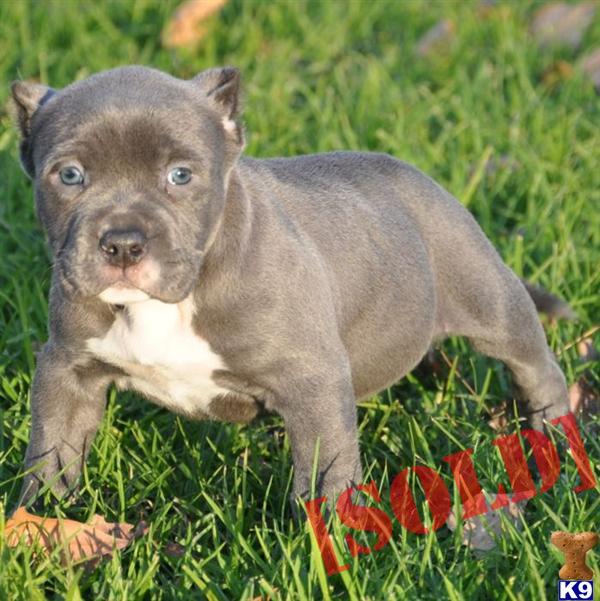 micro pitbull puppies for sale teacup cats pictures of cats breeds picture wallpaper micro pitbull puppies for sale teacup cats pictures of cats breeds picture wallpaper