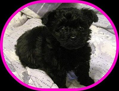YORKIEPOO PUPPIES
