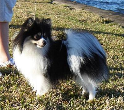 Axle - AKC Black and Tan Tri Parti