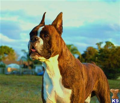 Niking Var Hard Prado Euro import world and euro champion bloodline the best pedigree in USA
