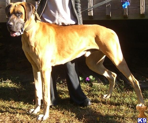 Prime Danes Noble Tucker