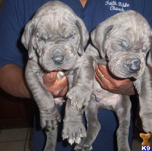 great dane puppies for sale in alabama document moved great dane puppies for sale in alabama document moved