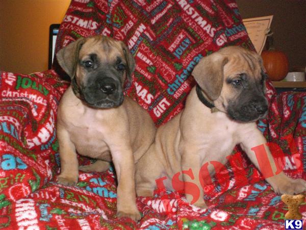 AKC Fawn Great Dane Puppies