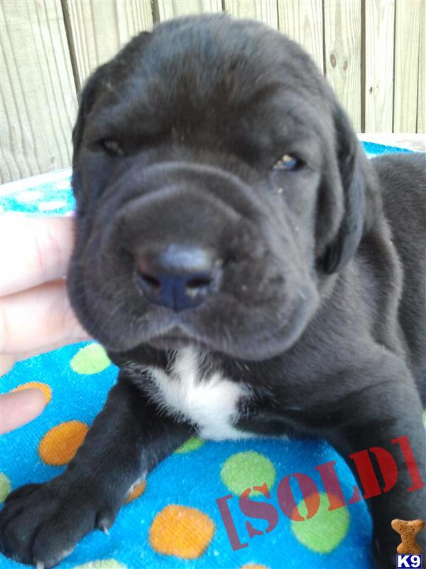 AKC 50 European Female Black Great Dane Puppy - CHAMPION LINES