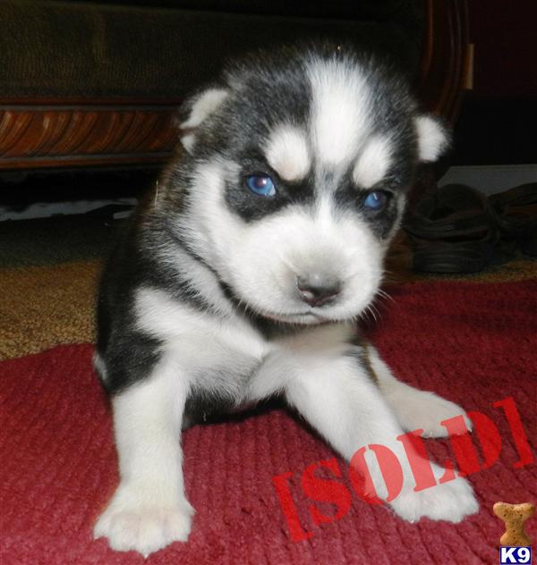 Beautiful Siberian husky puppies for sell