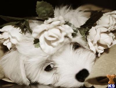 Beautiful Maltese