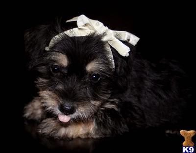 schonorkie YORKIE SCHNAUZER MIX- designer puppy