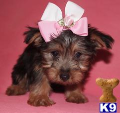 Beautiful AKC FEMALE SILKY