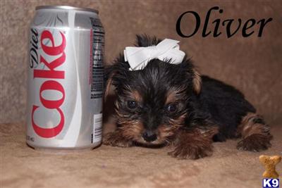 TEACUP YORKIE MALE