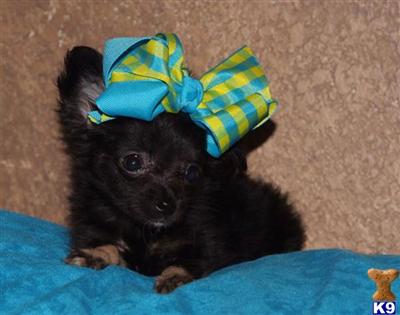TINY TEACUP CHIHUAHUA
