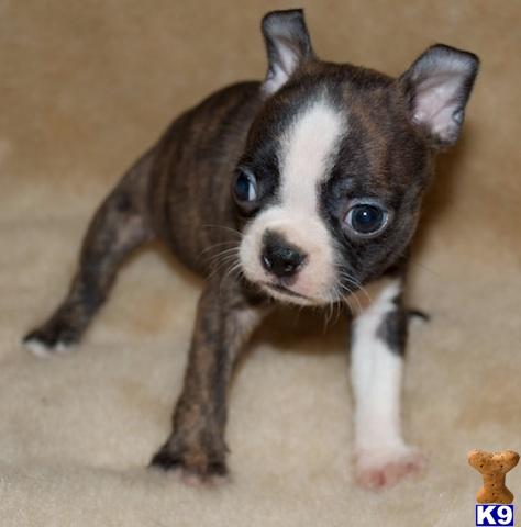 Beautiful Brindle CKC BOSTON TERRIER