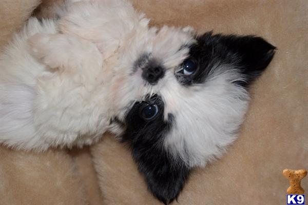 Beautiful Tiny Shih Tzu Ver small