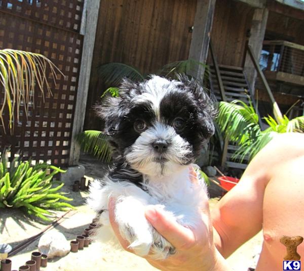 Teddybear Puppy For Sale  DANA, 619-786-7362