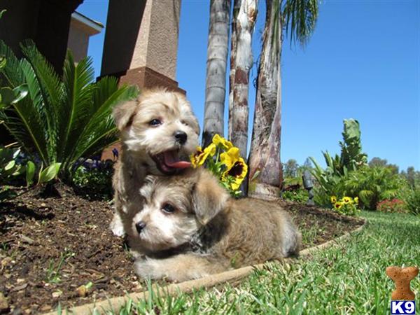 Super Cute Morkies Maltese / Yorkie