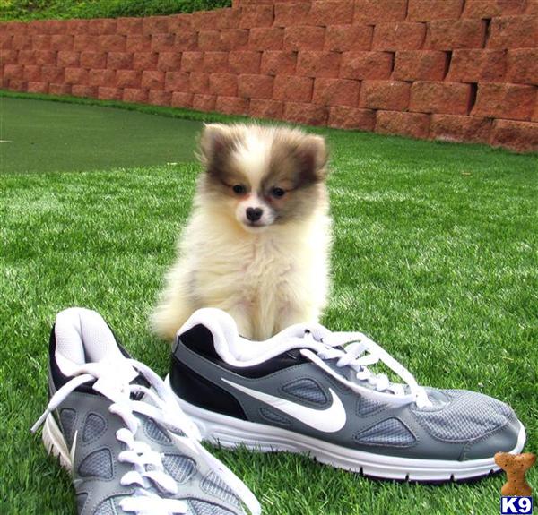 Pomeranian for Sale
